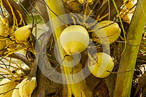 Kelapa Gading, young ivory coconuts on the tree