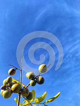 Kelengkeng or longan fruit, one of tropical fruit
