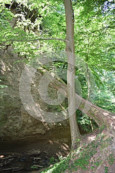 Kell, Germany - 06 16 2021: fallen tree serving as a wildlife bridge Wolfsschlucht, Eifel