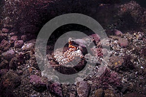 Kellet`s Whelk laying Eggs