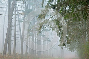 Kellogg Forest in Fog