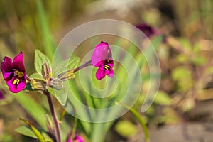 Kellogg's monkeyflower (Mimulus kelloggii) blooming on the meadows of North Table Mountain Ecological Reserve, Oroville,