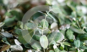 Kelor Leaf