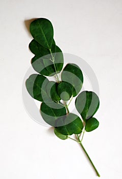 Kelor Leaf