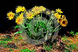 Kelowna sunflower or Arrowleaf Balsamroot Balsamorhiza  sagittata - the official wildflower of Kelowna BC Canada photo