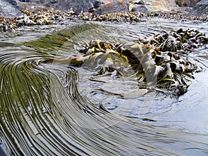 Kelp on the Antipodes Islands