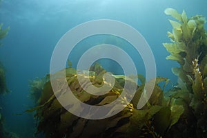Kelp Background 3