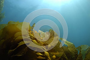 Kelp Background photo