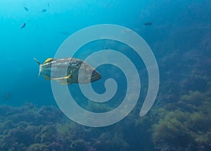 Kelp Bass Swimming over Sea Floor in Blue Ocean Ecosystem