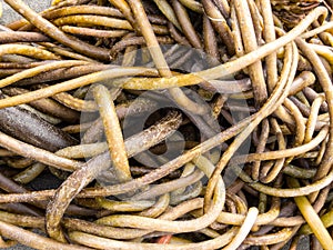 Kelp on the beach