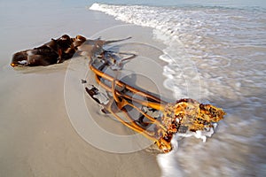 Kelp on the beach, South Africa