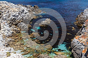 Kelp bed at a rocky coast - De Kelders