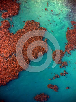 Kelp Beds from the sky / from above / from the air