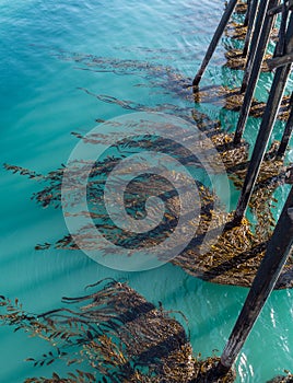 Kelp clings to the pier structure