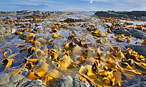 Kelp at Coastline near Kaikoura, New Zealand