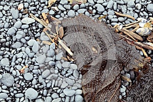 Kelp on a Cobblestone Beach