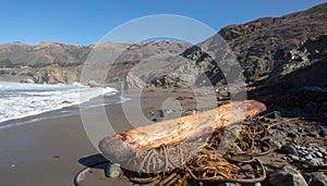 Kelp and driftwood log on Ragged Point beach at Big Sur on the Cental Coast of California United States photo