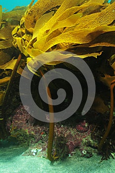 Kelp Ecklonia radiata in current