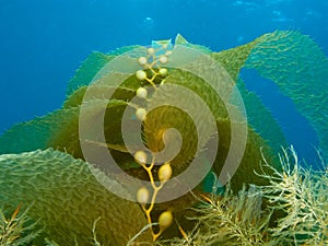 Kelp photo