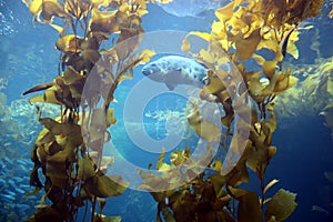 Kelp forest