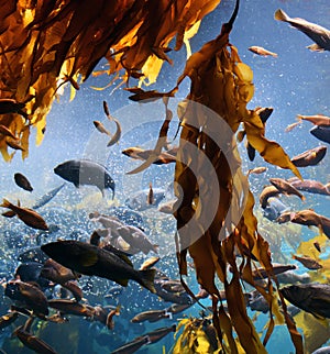kelp forest and fish