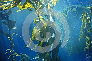 Kelp forest, Monterey Bay Aquarium, Monterey, CA