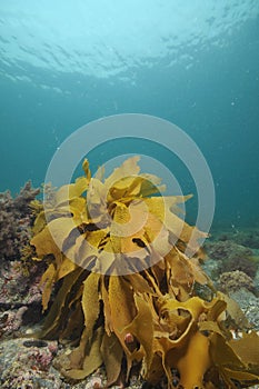 Kelp frond on rocky bottom