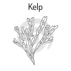 Kelp Fucus vesiculosus , seaweed photo