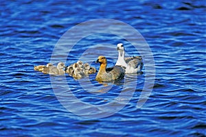 Kelp Goose, chloephaga hybrida, Male with Female and Youngs standing on Water, South America