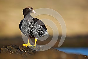 Kelp goose, Chloephaga hybrida, member of the duck, goose. It can be found in the Southern part of South America; in Patagonia, Ti