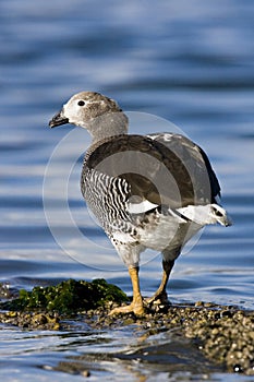 Kelp Goose, Kelpgans, Chloephaga hybrida