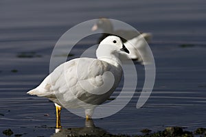 Kelp Goose, Kelpgans, Chloephaga hybrida photo