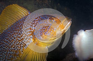 Kelp Greenling