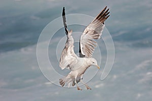 Kelp gull