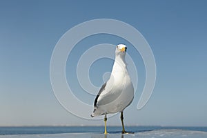 Kelp Gull