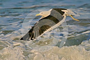 Kelp gull