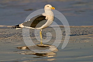 Kelp gull