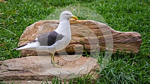 Kelp Gull, Featherdale Wildlife Park, NSW, Australia.