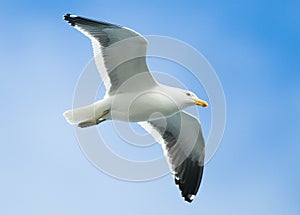 Kelp Gull in Flight