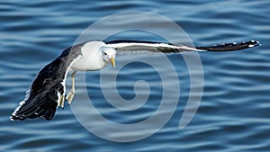 Kelp Gull in flight