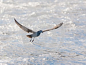 Kelp Gull In Flight