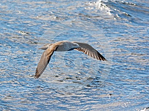 Kelp Gull In Flight