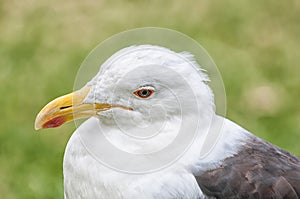 Kelp gull, Larus dominicanus