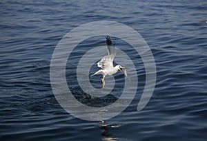 Kelp Gull, larus dominicanus, Adult in Flight, Catching Fish, False Bay in South Africa