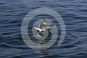 Kelp Gull, larus dominicanus, Adult in Flight, Catching Fish, False Bay in South Africa