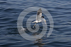 Kelp Gull, larus dominicanus, Adult in Flight, Fishing, with Fish in Beak, False Bay in South Africa