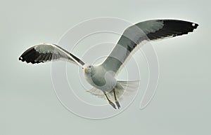 Kelp gull (Larus dominicanus), also known as the Dominican gull