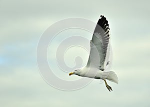 Kelp gull (Larus dominicanus), also known as the Dominican gull