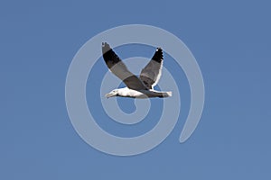 Kelp Gull, larus dominicanus, Immature in Flight, False Bay in South Africa