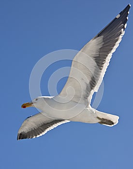 Kelp Gull (Larus dominicanus) - Namibia